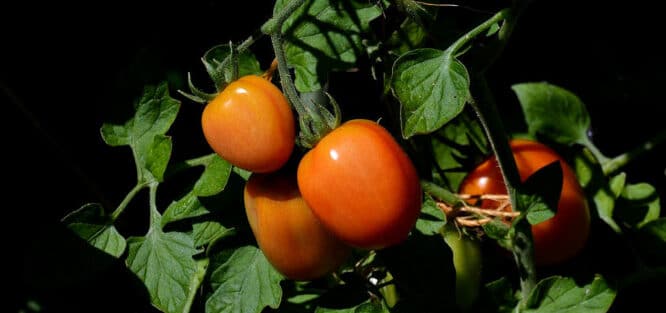 Seine Tomatenstauden vor Schnecken und anderen Schädlingen zu schützen, ist meist eine sehr gute Idee. 