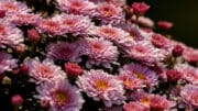 Astern zählen zu den typischen Herbstblumen - sie leuchten oft bis in den Winter hinein im heimischen Garten.