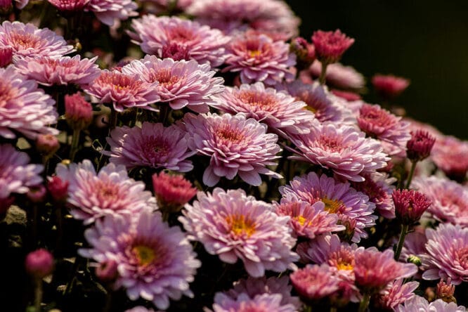 Astern zählen zu den typischen Herbstblumen - sie leuchten oft bis in den Winter hinein im heimischen Garten.