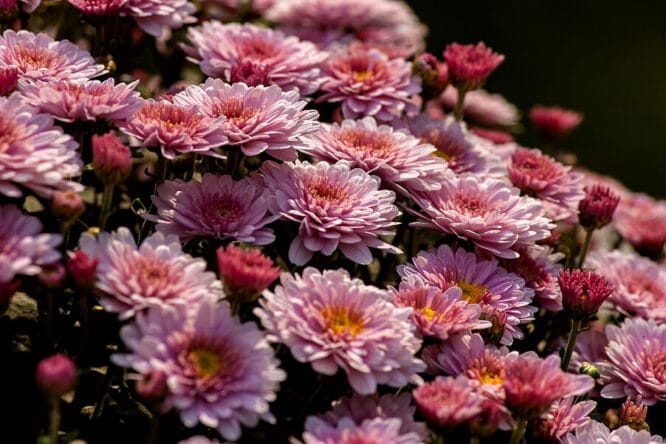 Astern zählen zu den typischen Herbstblumen - sie leuchten oft bis in den Winter hinein im heimischen Garten. 