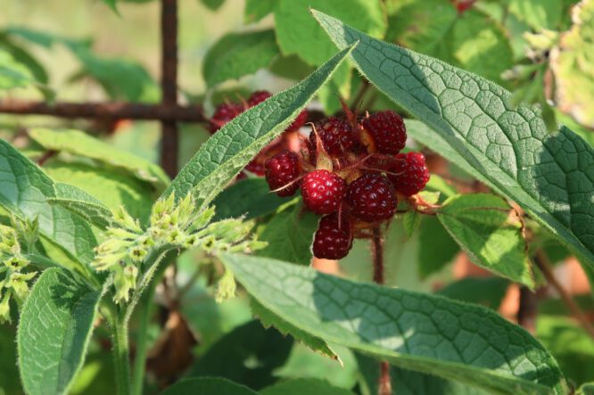 Den Garten planen muss man ganz besonders, wenn man einen Permakulturgarten anlegen will. Langfristige Planung ist gefragt. 