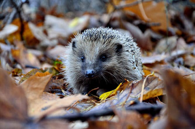 Igel freuen sich im Winter über einen schönen großen Laubhaufen in einer stillen geschützten Ecke. 