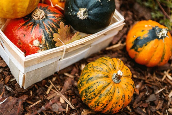 Den Garten mit herbstlich leuchtender Deko schmücken. 