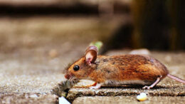 So eine kleine Maus ist ja niedlich. Aber eine Maus bleibt meist nicht allein und viele Mäuse im Haus - das will niemand.