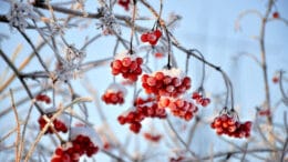 Den Garten rechtzeitig auf den Winter vorbereiten - dann kann man ihn im Winter sogar ein wenig genießen.