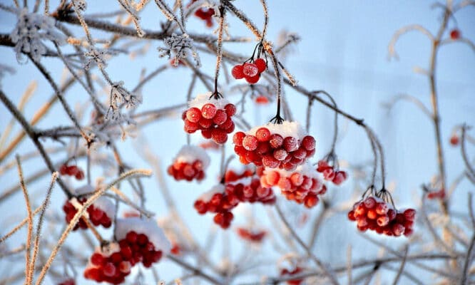 Den Garten rechtzeitig auf den Winter vorbereiten - dann kann man ihn im Winter sogar ein wenig genießen.