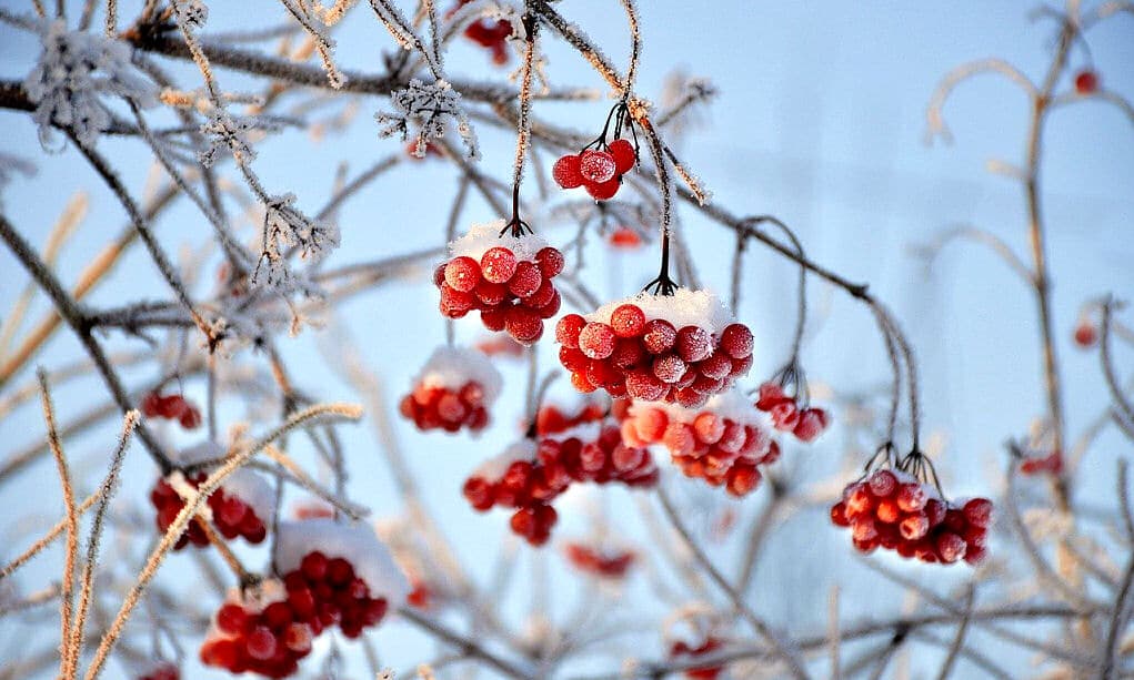 Seinen Garten auf den Winter vorbereiten ⋆ Heimwerker Tipps