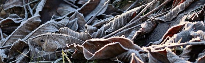 Spätestens Ende Oktober sollte der Garten jedoch winterfest sein. Denn im November gibt es in der Regel schon die ersten Fröste.