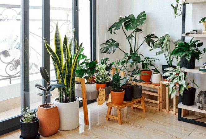Pflanzen für die ganze Wohnung - möglichst nah am Fenster platzieren.