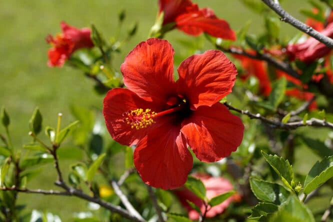 Der Hibiskus ist eine tropische Pflanze, er baucht viel Licht und Wärme - und auch viel Wasser. 