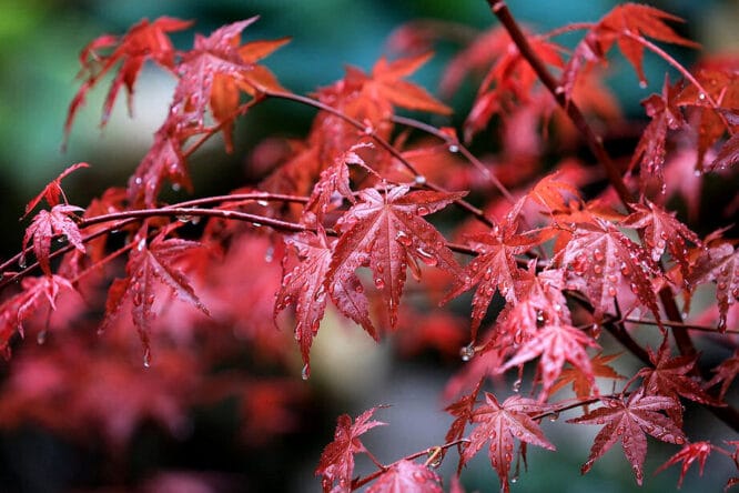 Ein Japan Ahorn ist nicht nur im Herbst attraktiv.