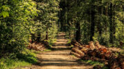 Bauen mit Holz - nachsichtig, wenn der auch der Wald geschont und wieder aufgeforstet wird.