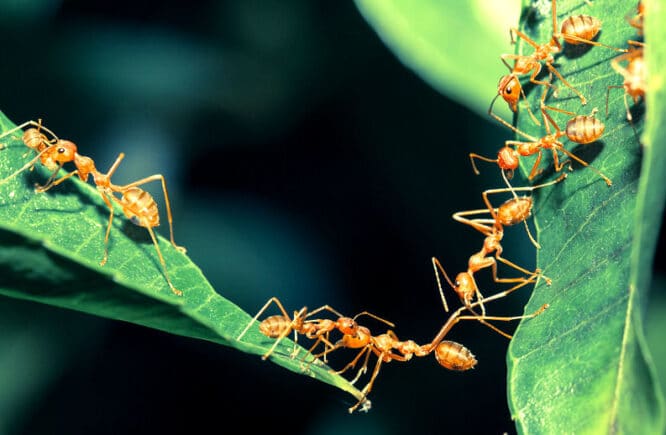 Ameisen bauen eine Brücke.