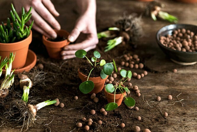 Beim Bepflanzen und Umtopfen von Töpfen und Kübeln kann ein Pflanztisch eine große Hilfe sein.