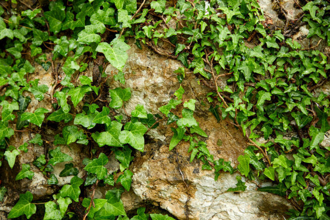 Immergrüner Bodendecker: Wo Efeu wächst, kann man sich das Unkrautjäten komplett sparen. 