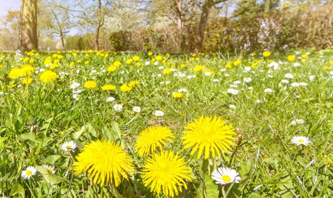 Typisch für einen Wildrasen sind Löwenzahn und Gänseblümchen.