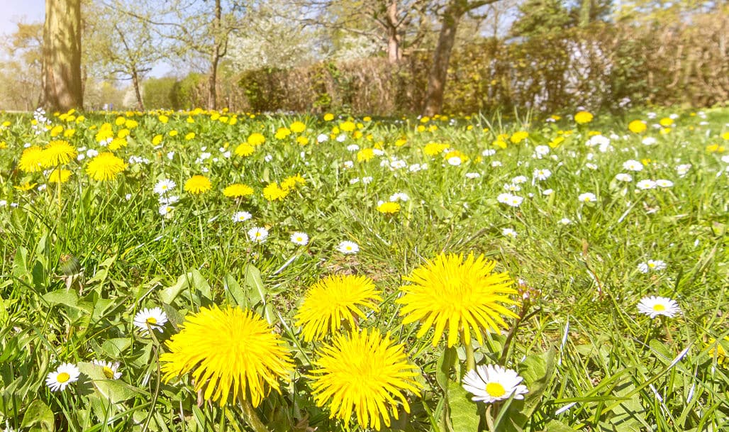 Die korrekte Rasenpflege im Sommer ⋆ Heimwerker Tipps