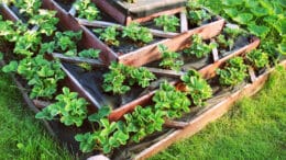 Ein Hochbeet passt besonders gut in einem kleinen Nutzgarten. Dieses hier ist ein pyramidenförmiges Terrassenbeet - mit Erdbeeren bepflanzt. Muss man natürlich selbst bauen.