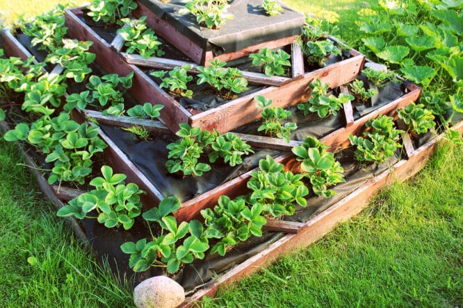 Ein Hochbeet passt besonders gut in einem kleinen Nutzgarten. Dieses hier ist ein pyramidenförmiges Terrassenbeet - mit Erdbeeren bepflanzt. 