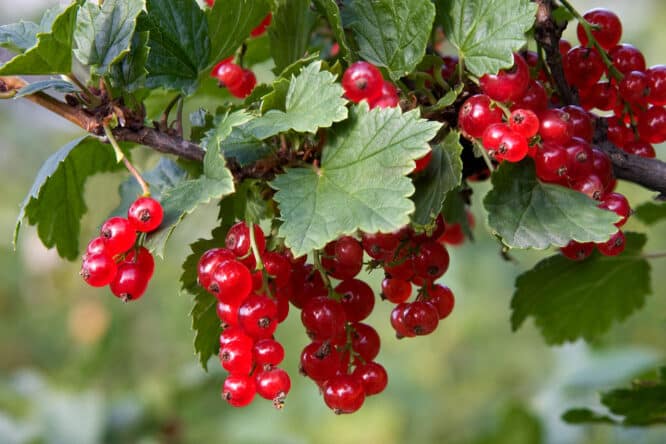 Rote Johannisbeeren sind wie die meisten Beeren im Garten recht genügsam in der Pflege. Viel Platz brauchen sie auch nicht und man kann sie auch direkt vom Strauch weg essen.