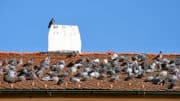 Viele Tauben auf dem Dach hinterlassen auch viel aggressiven Taubenkot.