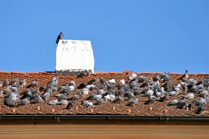 Viele Tauben auf dem Dach hinterlassen auch viel aggressiven Taubenkot.