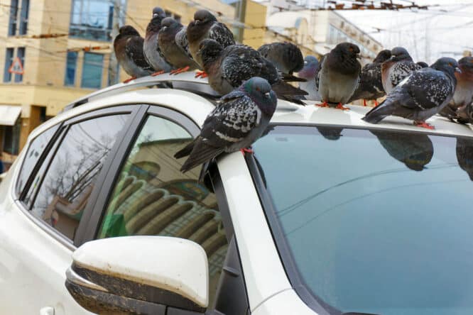Sogar Autodächer sind vor Tauben und deren Dreck nicht sicher. 