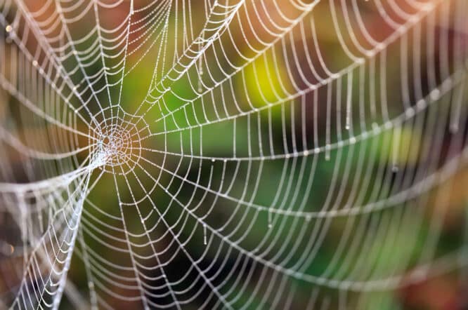 Spinnen fangen Fliegen und Mücken in ihren Netzen, die Wohnung voller Spinnennetze will dennoch niemand haben.