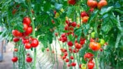 Tomaten erfolgreich anbauen ist nicht so schwer, wenn man alles gut vorbereitet hat. Am besten ist es, wenn man sie in ein Tomatenhaus setzt.
