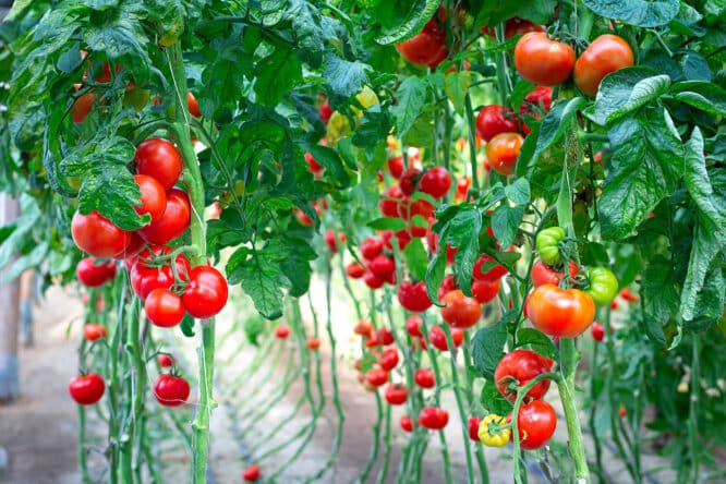 Tomaten erfolgreich anbauen ist nicht so schwer, wenn man alles gut vorbereitet hat.   Am besten ist es, wenn man sie in ein Tomatenhaus setzt. 