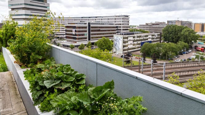 Dachgarten in Rotterdam