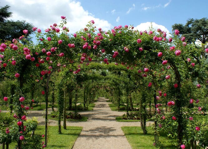 Rosen-Pergolen in einem französischen Garten