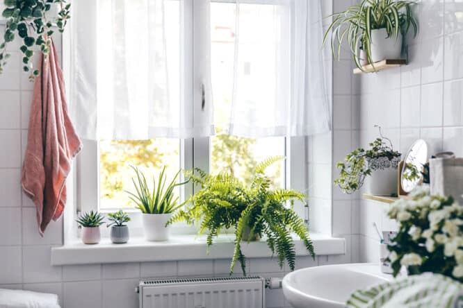 Wer Pflanzen im Bad haben will, muss sich genau überlegen, wie er sie am besten platziert. Pflanzen brauchen ausreichend Licht, im weg sollten sie einem aber nicht sein. 