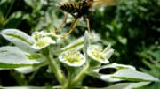 Vor allem im Sommer sind Wespen, Mücken und andere stechende Insekten besonders aktiv.