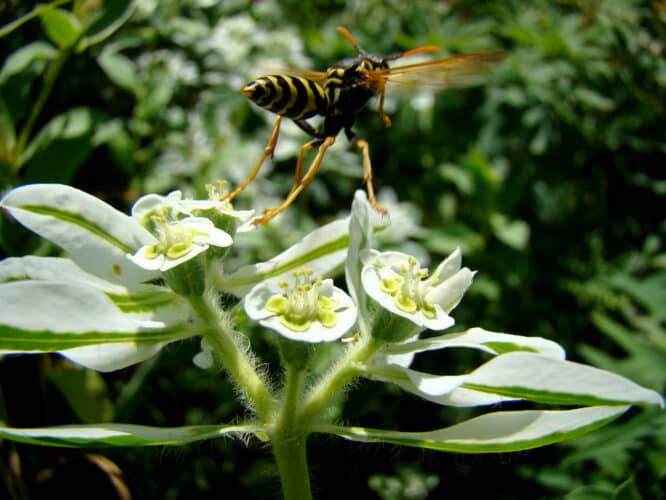 Vor allem im Sommer sind Wespen, Mücken und andere stechende Insekten besonders aktiv.