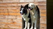 Border Collie und Golden Retriever in einer großen Hundehütte, in die sie beide hinein passen.