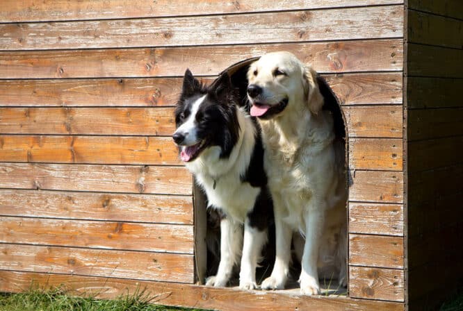 Border Collie und Golden Retriever in einer großen Hundehütte, in die sie beide hinein passen. 