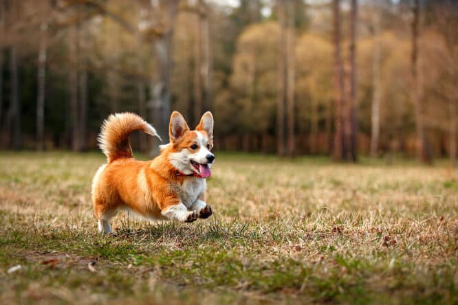 Ein walisischer Corgi - klein aber oho, denn der Corgi ist ein, sehr aufmerksamer, Hütehund.