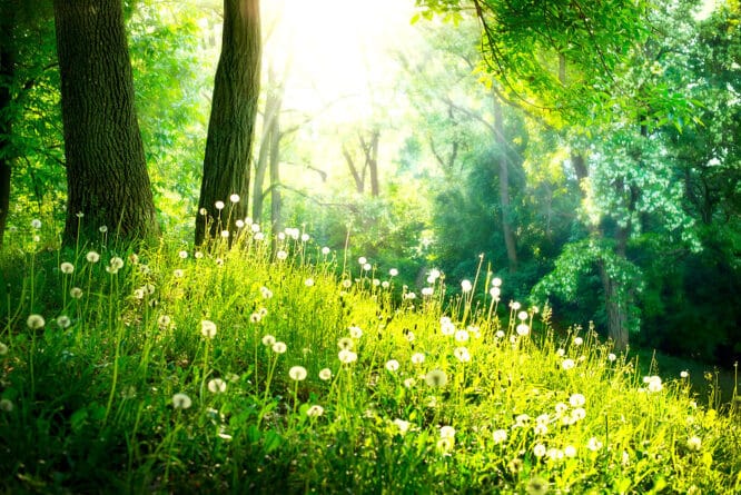 Die Wirkung von Farben auf die Psyche: Grüntöne wirken besonders entspannend, wir assoziieren meist mit freier Natur. 