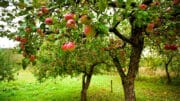 Obstbäume im eigenen Garten wollen viele Menschen haben.