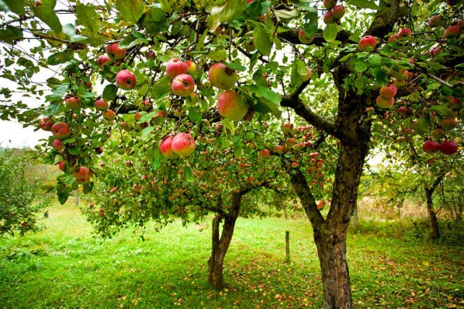 Obstbäume im eigenen Garten wollen viele Menschen haben. 