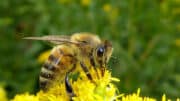 Wer ein Insektenhotel in seinen Garten baut, tut gerade Bienen und Wildbienen in der Nähe etwas Gutes.