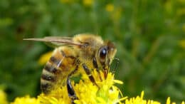 Wer ein Insektenhotel in seinen Garten baut, tut gerade Bienen und Wildbienen in der Nähe etwas Gutes.