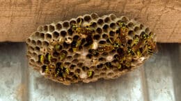 Wespen im Nest - vor allem Insektennester in der Nähe von Eingängen können gefährlich werden, sodass man sie rasch entfernen sollte.