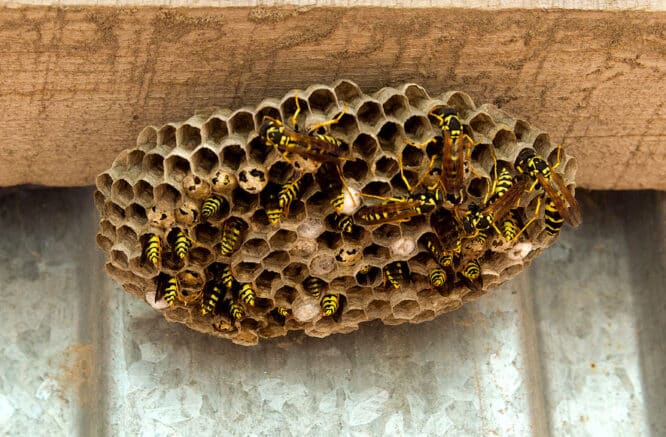 Wespen im Nest - vor allem Insektennester in der Nähe von Eingängen können gefährlich werden, sodass man sie rasch entfernen sollte. 