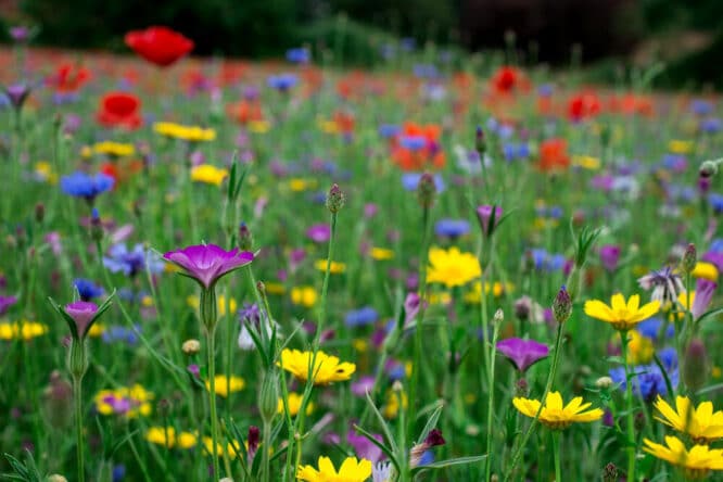 Auch eine Blumenwiese braucht regelmäßige Pflege.