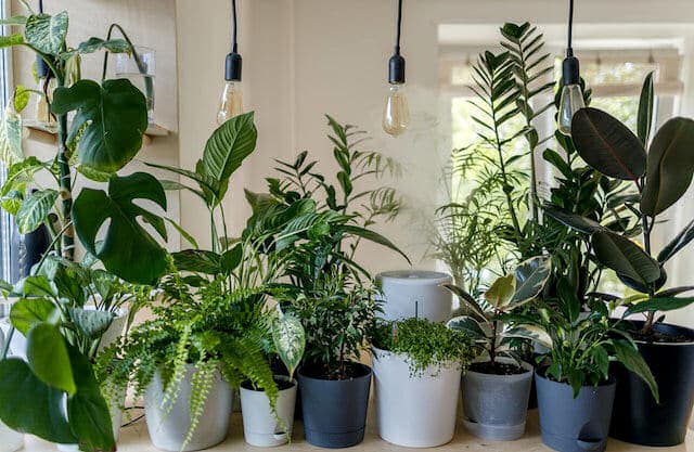 Üppige Zimmerpflanzen machen sich oft sehr gut als natürlicher Raumteiler.