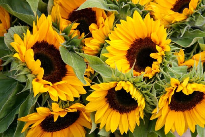 Leuchtende Sonnenblumen sind ganz sinnbildlich ein Symbol für den Sommer.