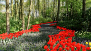 Tulpen sind ein Klassiker, wenn es um einen farbenfrohen Garten im Frühling geht.