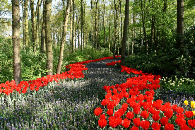Tulpen sind ein Klassiker, wenn es um einen farbenfrohen Garten im Frühling geht.